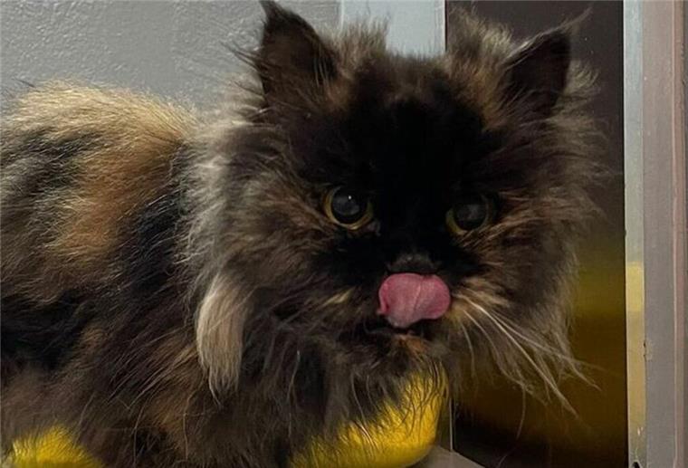 Katze ernährte sich von ihrem toten Besitzer: Wie geht es mit ihr weiter? Diese Katze hat überlebt, weil sie sich von ihrem toten Besitzer ernährte.