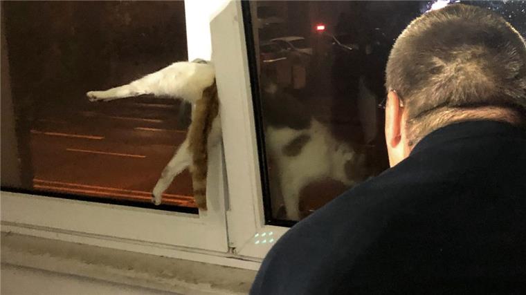 Feuerwehr rettet eingeklemmte Katze in Geestemünde Diese Katze wird von der Feuerwehr in Bremerhaven-Geestemünde aus einer misslichen Lage befreit.