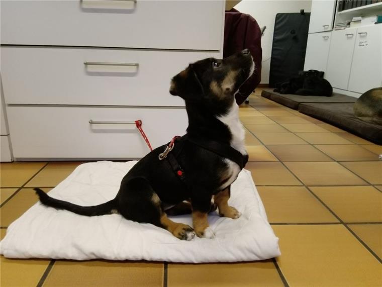 Tarmstedt: Fundhund wartet in der Tierarztpraxis auf seinen Besitzer Diese kleine, etwa vier bis fünf Monate alte Hündin sucht ihren Besitzer. Sie ist in der Tierarztpraxis in Tarmstedt abgegeben worden.