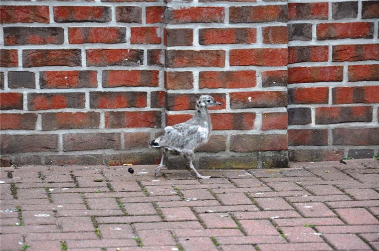 Kleine Möwe irrt durch die Innenstadt von Nordenham Diese kleine Möwe in der Nordenhamer City wartet darauf, dass sie endlich losfliegen kann.