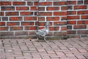 Diese kleine Möwe in der Nordenhamer City wartet darauf, dass sie endlich losfliegen kann.