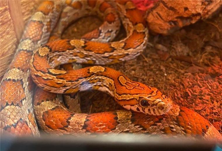 Zwei Kornnattern suchen neues Zuhause Diese Kornnattern möchte das Tierheim Bremerhaven gerne abgeben.