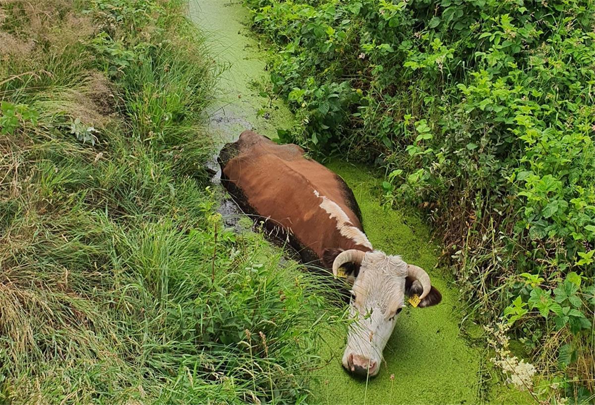 Kühe bleiben wiederholt in der Feldmark stecken Diese Kuh hat sich in einem schlammigen Graben festgetreten. Mit einem Trekker wurde die Kuh herausgezogen.