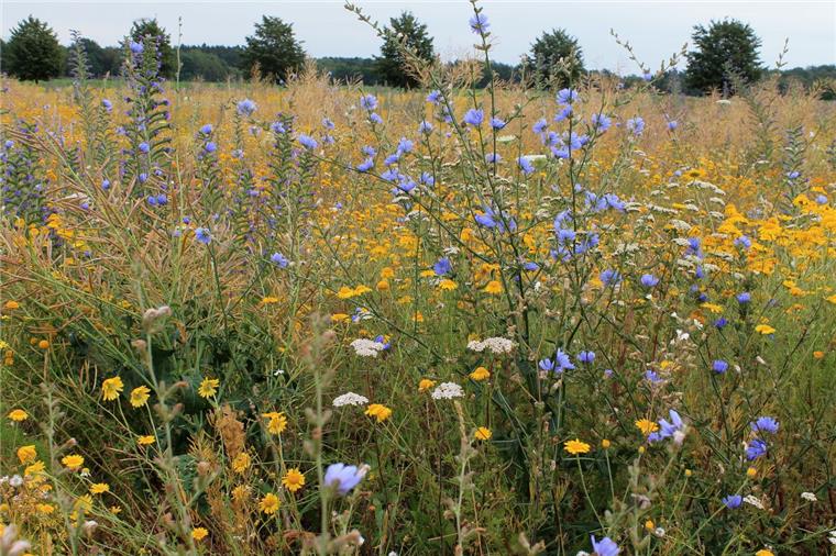 Zeven: Initiative lässt bunte Flächen blühen Diese mehrjährige Saatgutmischung hinter dem MT-Gelände in Zeven-Aspe besteht aus Wildblumen und Kulturpflanzen. Sie bieten nicht nur Hummeln und Bienen Nahrung, sondern ist auch Lebensraum für Kleinlebewesen und gibt dem Niederwild Deckung.