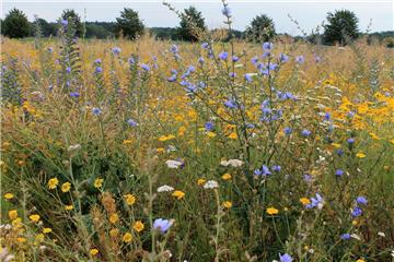 Diese mehrjährige Saatgutmischung hinter dem MT-Gelände in Zeven-Aspe besteht aus Wildblumen und Kulturpflanzen. Sie bieten nicht nur Hummeln und Bienen Nahrung, sondern ist auch Lebensraum für Kleinlebewesen und gibt dem Niederwild Deckung.  