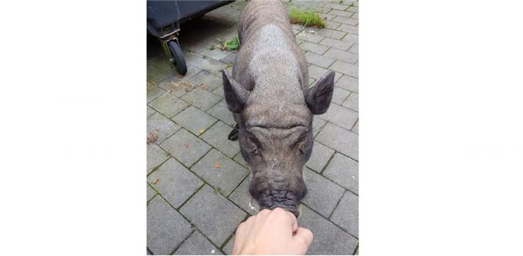 Leherheide: Minischwein irrt ziellos durch die Straßen Diese Minisau lief mutterseelenallein durch Leherheide.
