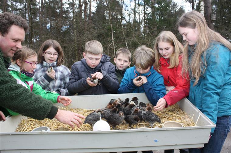 Kuscheligster Job der Welt: Dreptefarm in Wulsbüttel sucht Aushilfen Diese Profi-Kuschler sind schon im Schichtdienst am Dauer-Wärmen: Die Küken auf der Drepte-Farm sind auf Menschen angewiesen.