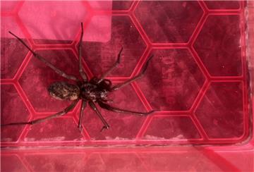 Webspinne, Eratigena duellica.