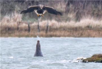 Robbe spuckt auf Adler