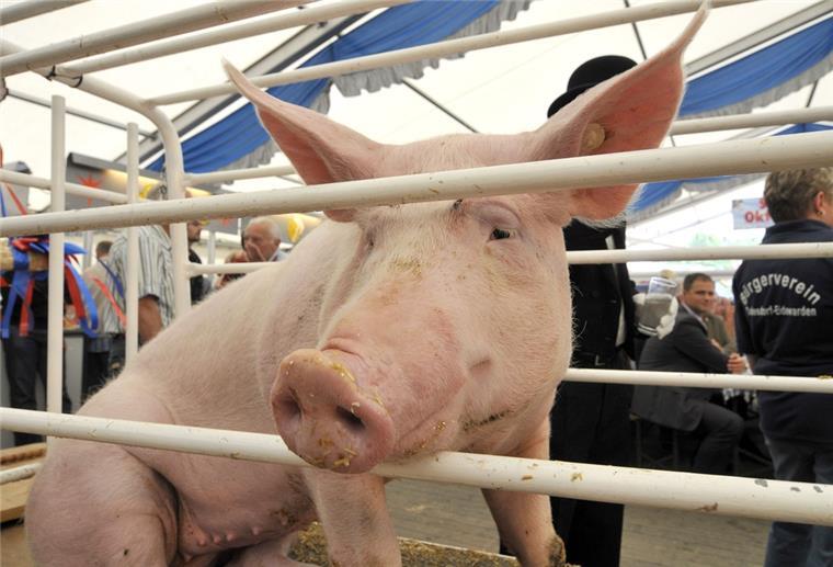 Diese Sau wurde 2021 beim Dedesdorfer Schweinemarkt ersteigert. 