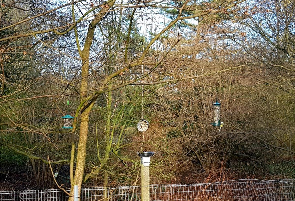 In Wulsdorfer Wohnanlage ist Vogelfüttern verboten Diese von Mietern aufgehängten Vogel-Futterstellen hat die Woge entfernen lassen. Der Vermieter fürchtet, dass sonst Ratten angelockt werden.
