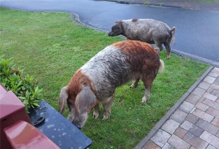Diese zwei Schweine haben am Donnerstagmorgen für Trubel in Einswarden gesorgt.