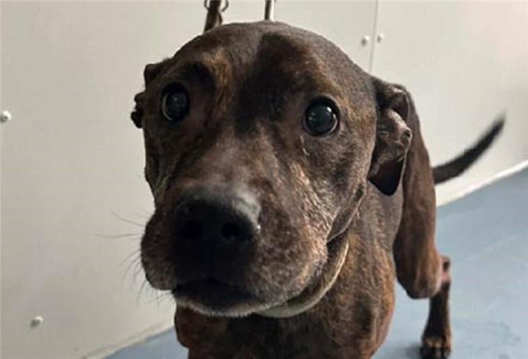 Polizei fragt: Wer hat diesen Hund einfach in Wulsdorf ausgesetzt? Diesen süßen Mischlingsrüden wollte sein Halter offenbar loswerden. Er wurde in Bremerhaven-Wulsdorf ausgesetzt.