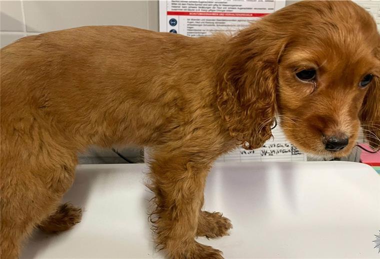 Bremen: Hundewelpen aus verwahrloster Wohnung gerettet Diesen Welpen rettete die Polizei aus der Wohnung.