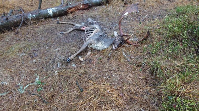 Folie soll Hirsch bei Rotenburg das Leben gekostet haben Dieser Damhirsch verendete vermutlich an Folie, die er zusammen mit Silage gefressen hat.