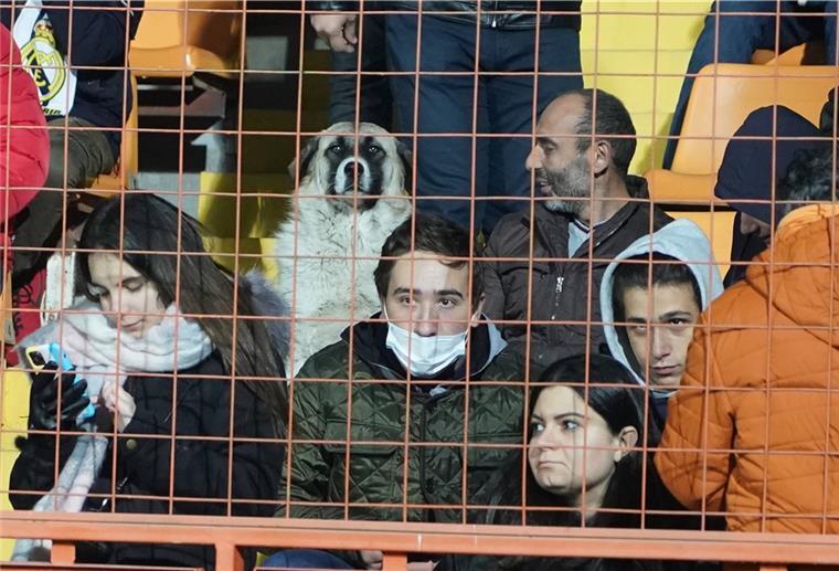 Straßenhund wird heimlicher Star bei Deutschland-Spiel Dieser Hund auf der Tribüne wird im Internet gefeiert.