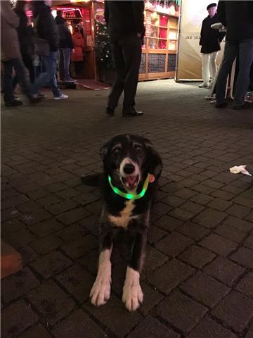 Dieser Hund wartet geduldig, bis sein Frauchen den Glühwein ausgetrunken hat. 