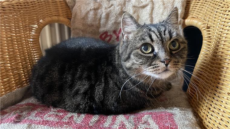 Dieser Kater lebt im 13. Stock. Wenn Max nicht gerade auf seinem Rattansessel schlummert, turnt er gerne auf der Balkonbrüstung.