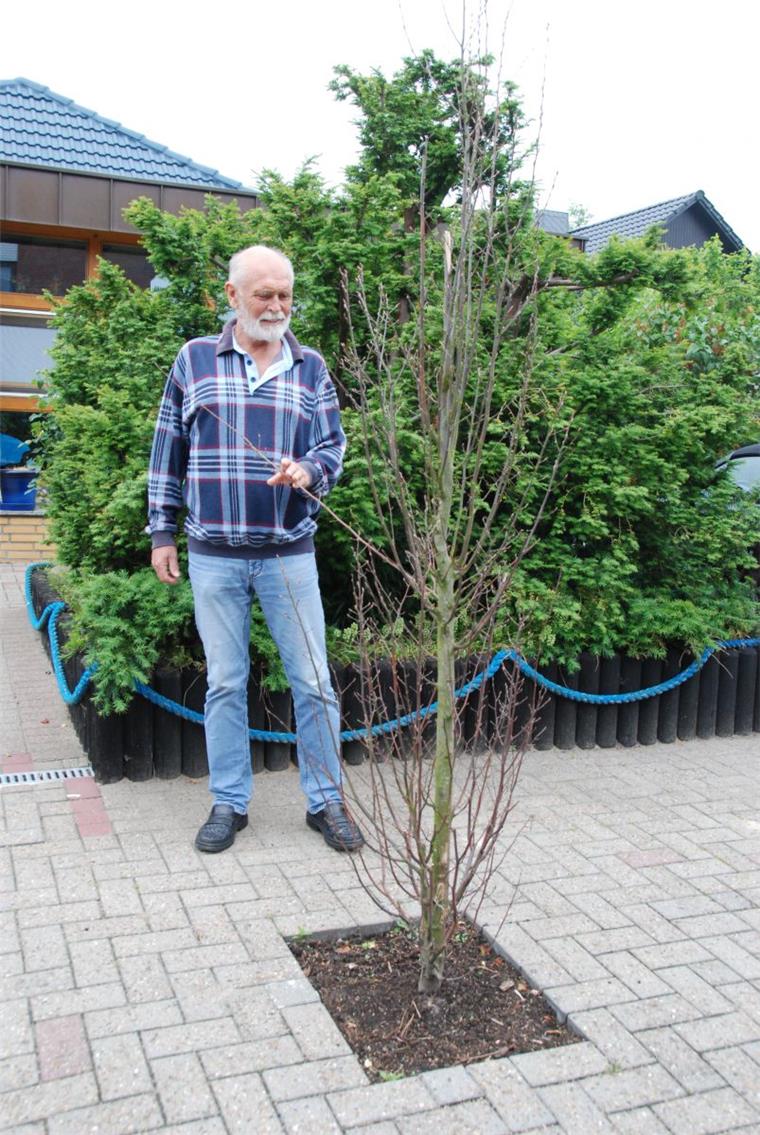 Kleiner Baum sorgt in Spaden für großen Ärger Dieser kleine Baum, den Günter Baumgarten vor zwei Jahren gepflanzt hat, sorgt für einen Zwist unter Nachbarn.