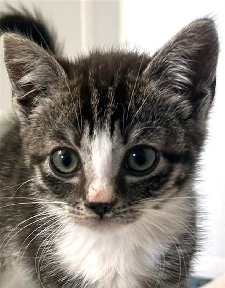 Verschmust, voller Lebensfreude und ohne Namen: Kleiner Kater sucht ein neues Zuhause Ein junges, grau-weiß getigertes Kätzchen.