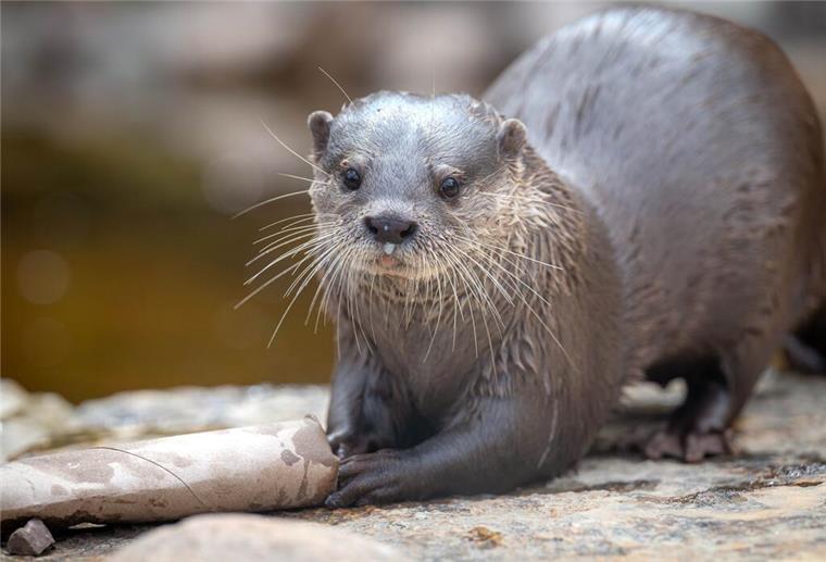 Neue süße Bewohner in der Bremer „Botanika“ (mit Bildergalerie) Ein Otter wird in seinem Gehege gefüttert.