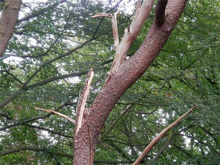 Zeven: Brüchige Bäume sorgen weiterhin für Ärger Dieser Nadelbaum ist abgebrochen, kurz nachdem ein Baumfachmann der Stadt Zeven vor Ort eine Kontrolle vorgenommen hatte. Er wäre wohl auf den nahen Fußweg gestürzt, hätte nicht ein anderer Baum im Weg gestanden.