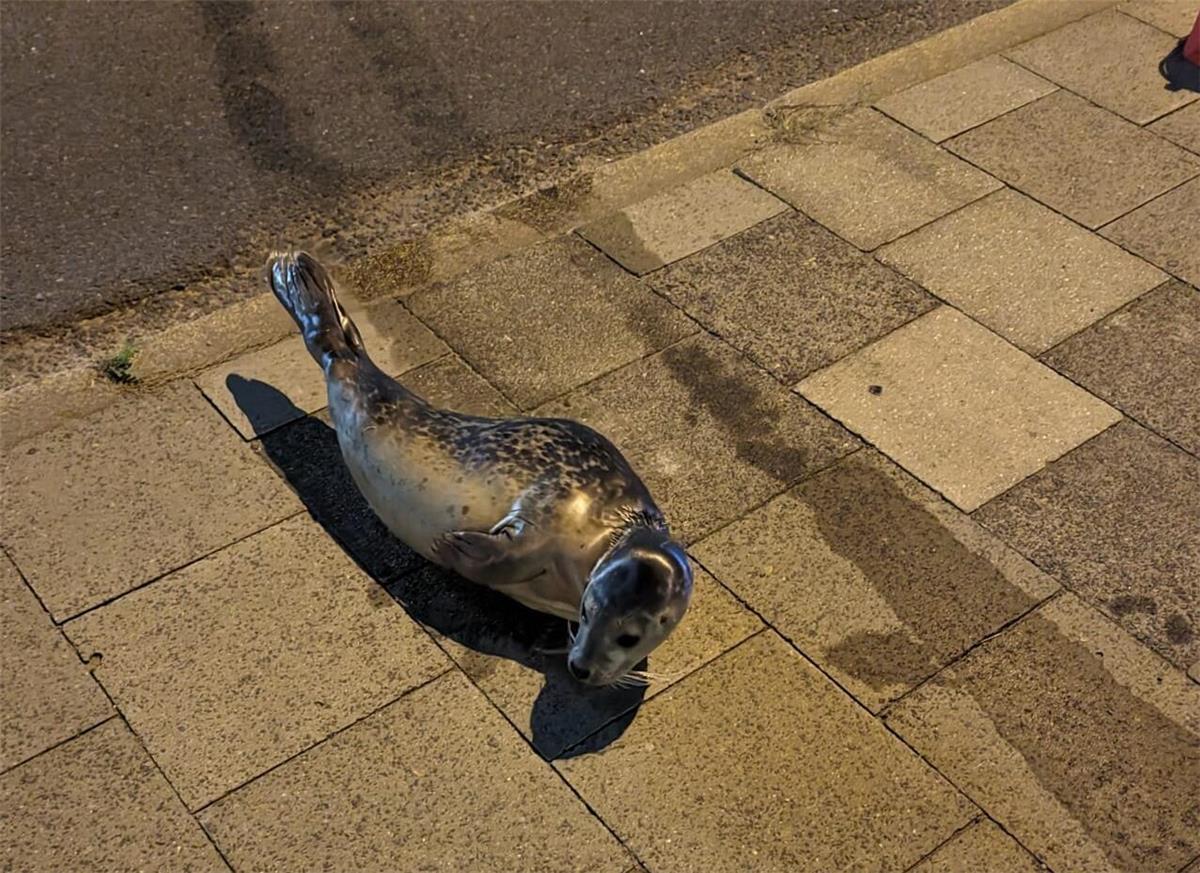 Tierischer Ausflug in Bremerhaven: Plötzlich hoppelt ein kleiner Seehund aus dem Kaiserhafen Dieser niedliche Seehund hatte wohl keine Lust mehr auf den Kaiserhafen.