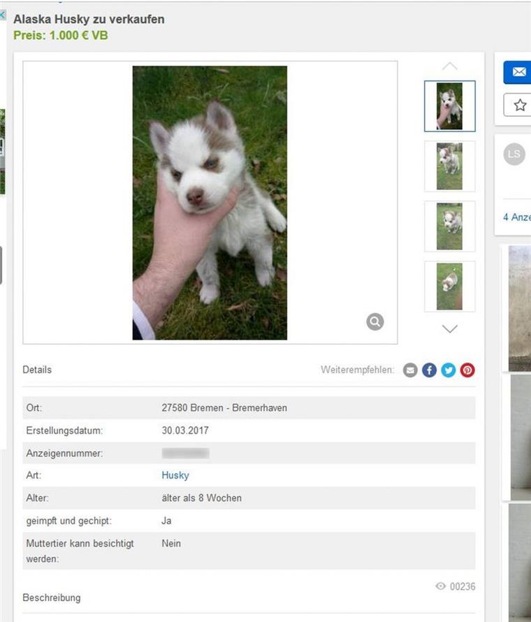 Illegaler Welpenhandel in Bremerhaven aufgedeckt Dieser niedliche Welpe sollte im Internet verkauft werden.