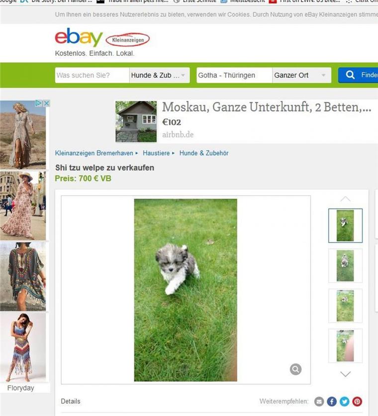 Dieser niedliche Welpe sollte im Internet verkauft werden.
