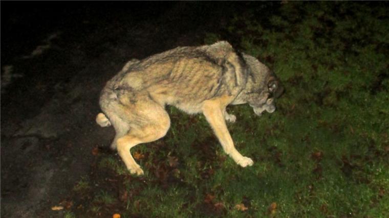 Dieser streunende Hund wurde am Montag in Surheide gefunden.