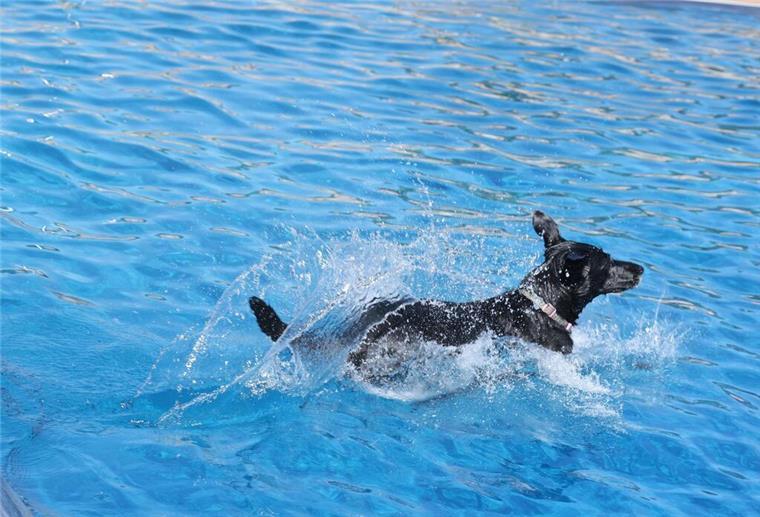 Pool Party für Hunde: Erstes Mal im Cuxhavener Waldfreibad Hund im Swimming pool
