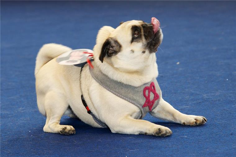 Dieser Vierbeiner gibt alles beim Mops-Model Contest 2016 im Rahmen der Münchner Heimtiermesse. Das Geld aus dieser Aktion kommt dem Verein "Ein Herz für kranke Tiere e.V." zugute.