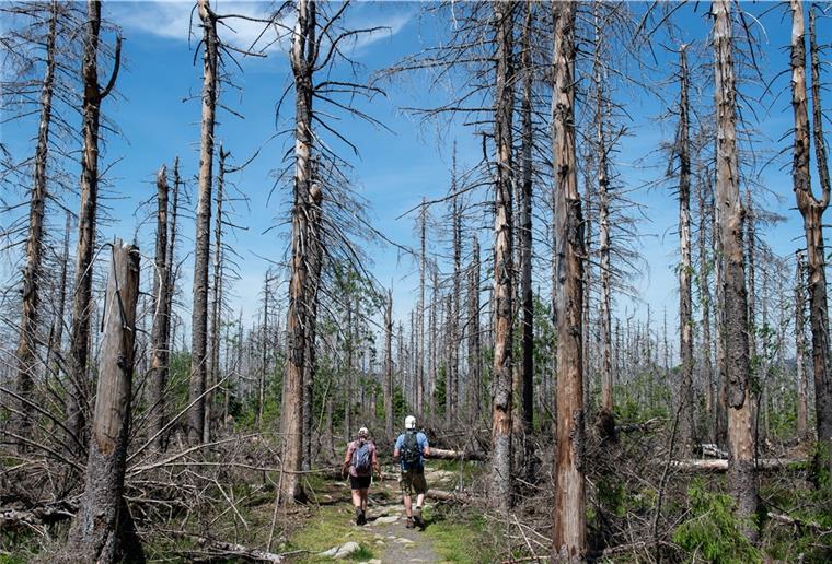 Große Schäden in Niedersachsens Wäldern Dieser Wald im Harz ist durch Borkenkäferbefall abgestorben (Aufnahme aus 2019).