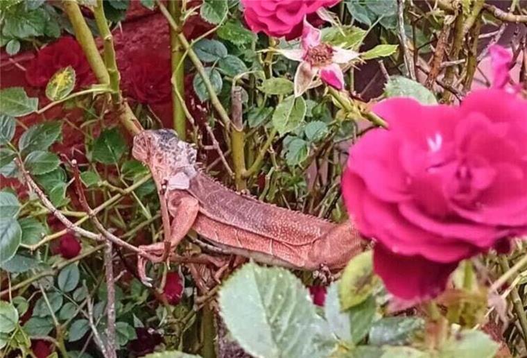 Ein Leguan mitten in Cuxhaven! Cuxhavenerin rettet exotisches Tier aus Rosenbüschen Leguan inmitten eines Rosenbusches