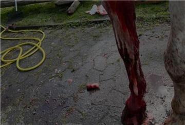 Dieses Bild des blutenden Pferdes machte in April in den sozialen Netzwerken die Runde. Und damit die Vermutung: Hatte ein Wolf das Pferd attackiert?