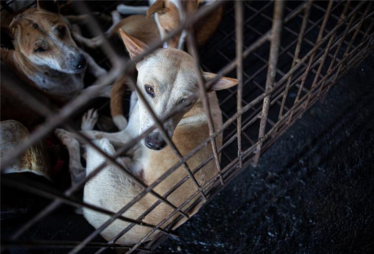 226 Hunde in Indonesien gerettet: Truck wollte sie zum Schlachter bringen Dieses Bild stammt nicht von dem aktuellen Fall mit 226 Hunden, aber auch diese Hunde sollten in Indonesien geschlachtet werden.