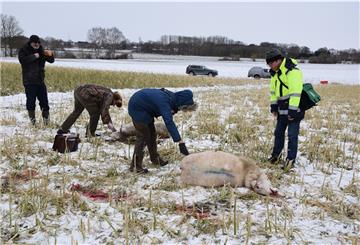 Dieses Bild zeigt das Geschehen vom 8. Februar: Landwirt Dieter Möller aus Oldendorf (von links) führt drei Wolfsberater zu der eingezäunten Fläche zwischen der Zevener Westumgehung und dem Oldendorfer Sportplatz, auf der damals mehrere Schafe gerissen worden sind.