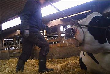 Dieses Bild zeigt noch eine der harmloseren Szenen aus den Aufnahmen der Soko Tierschutz, die beim Verladen offensichtlich kranker Tiere zum Schlachthof Düdenbüttel vor einem Jahr entstanden sind.