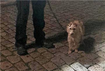 Dieses Foto entstand Anfang April nach der Befreiung des Irish Terriers aus dem in Lehe abgestellten Auto. Kurz darauf starb die Hündin im Tierheim.