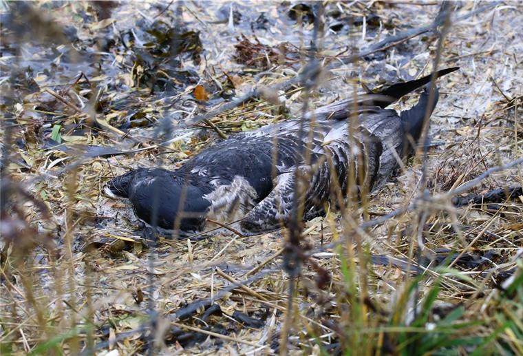 Vogelgrippe in Butjadingen: Nutzgeflügel muss weiterhin im Stall bleiben Dieses Foto entstand Mitte November am Beckmannsfelder Weg bei Iffens. Mittlerweile ist die Zahl der toten und kranken Nonnen, die gefunden werden, gesunken.