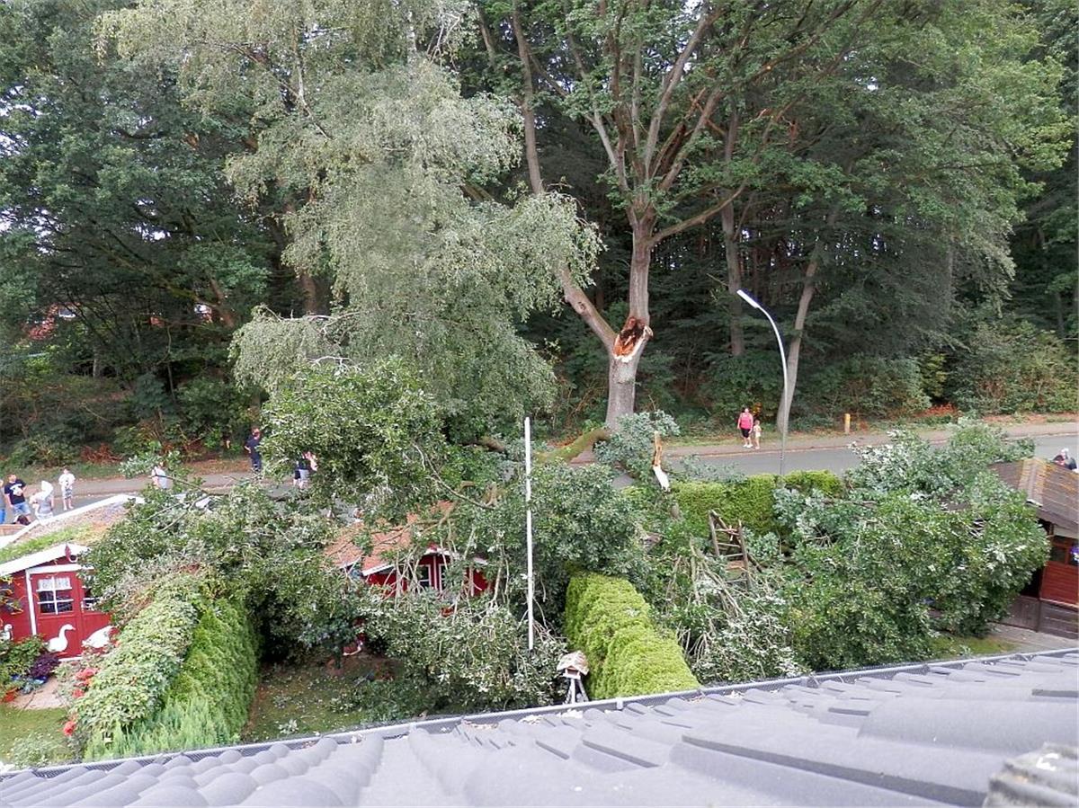 Ast fällt mit Ansage, aber Stadt Zeven will nicht zahlen Dieses Foto hat Holger Kania aufgenommen. Vorne ist sein Grundstück zu sehen, in dem der Ast auf dem Gartenhaus liegt. Auf der anderen Seite der Straße Kronshusen in Zeven steht die Eiche, von der der mächtige Ast abgebrochen ist.