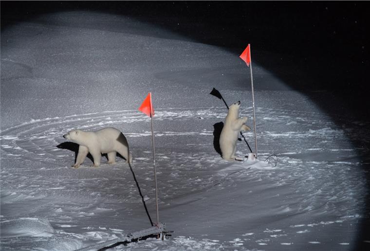 Eisbären-Foto als World Press Photo nominiert Dieses Foto von Esther Horvath ist in der Kategorie Umwelt nominiert.