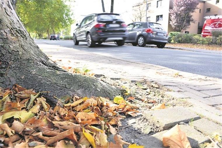An Nordenhamer Straße sollen bis zu 34 Bäume gefällt werden Dieses Foto zeigt, wo das Problem liegt: An der Hansingstraße haben sich mehrere Bäume so breitgemacht, dass die daneben liegenden Wege kaum noch nutzbar sind. Ob dieser und bis zu 33 weitere grüne Riesen weichen müssen, war jetzt Thema im Umweltschutzausschuss.
