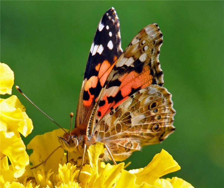 Vom Wind getragen: Distelfalter fliegen auf die Region Dieses Jahr keine Seltenheit: Der Distelfalter.