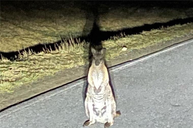 Tierischer Ausreißer: Polizei forscht nach einem flüchtigen Känguru Ein Känguru steht in Deutschland auf einer Straße. Dieses Känguru hat einen Polizeieinsatz ausgelöst.