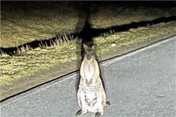 Ein Känguru steht in Deutschland auf einer Straße. Dieses Känguru hat einen Polizeieinsatz ausgelöst. 