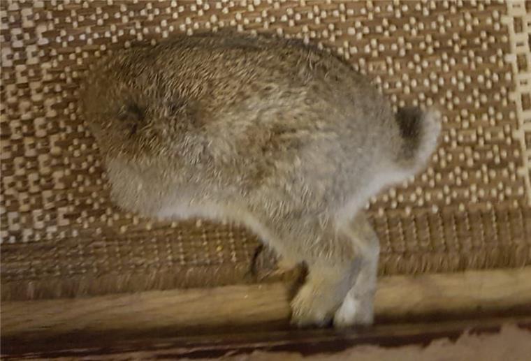 Kaninchen ohne Kopf in Langen gefunden Ein Kaninchen ohne Kopf liegt auf einem Teppich.