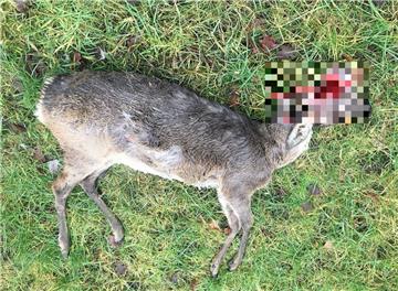 Dieses Reh ist doch nicht einem Wolf zum Opfer gefallen.