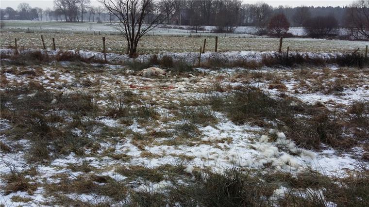 Dieses Schaf wurde in Heinschenwalde gerissen.