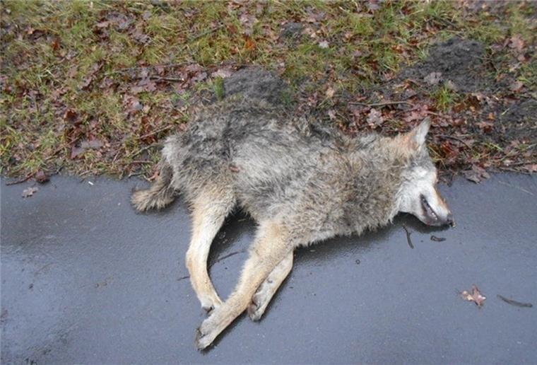 Wolf in Stadland vom Auto überfahren Dieses Symbolbild zeigt einen Wolf, der dem Verkehr zum Opfer gefallen ist.